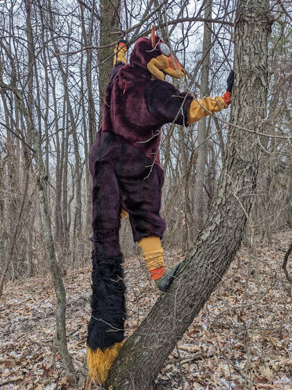 Indian Giant Squirrel